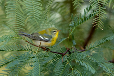 Northern Parula