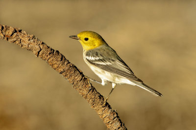 Hermit Warbler