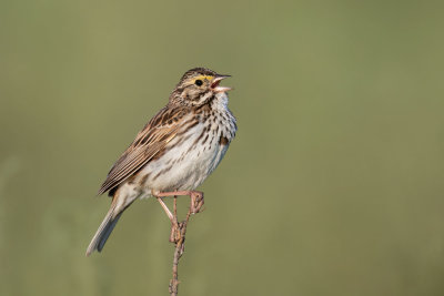 Savannah Sparrow