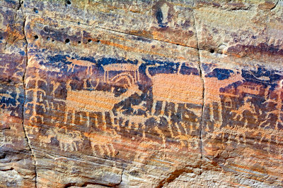 Desert Bighorn Herd
