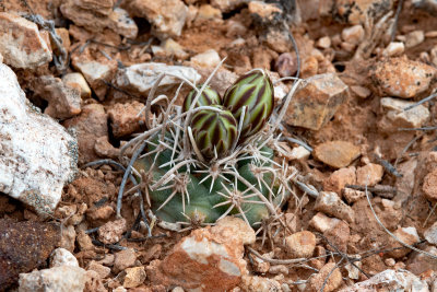 Fickeisen Plains Cactus