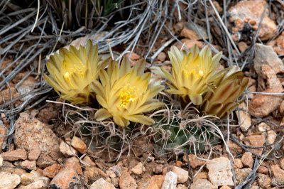 Fickeisen Plains Cactus