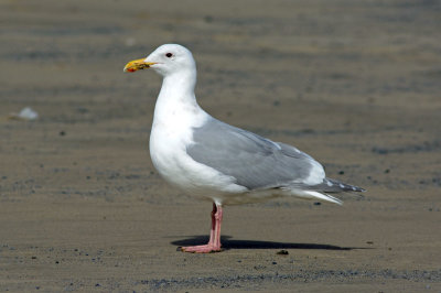 Glaucous-winged Gull