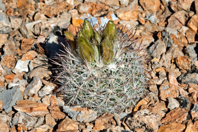 Desert Spinystar