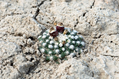 Winkler Cactus