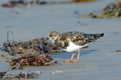 Ruddy Turnstone