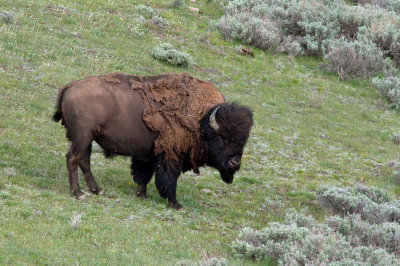 American Bison