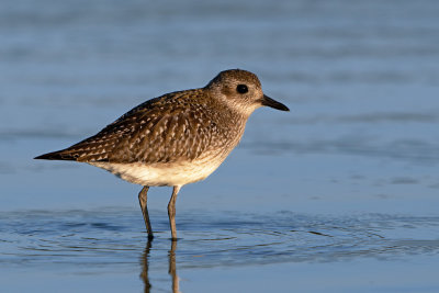 Black-bellied Plover