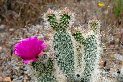 Mojave Pricklypear