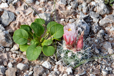 Wright's Fishhook Cactus