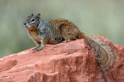 Rock Squirrel