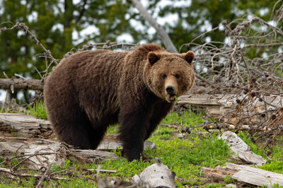 Grizzly Bear