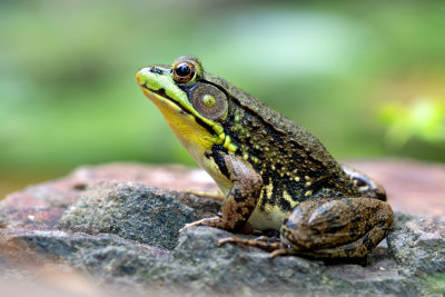 Northern Green Frog