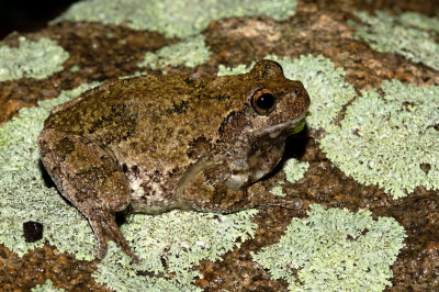 Gray Treefrog