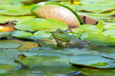 American Bullfrog