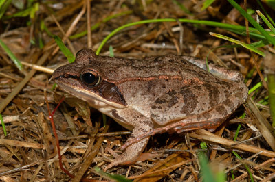 Wood Frog