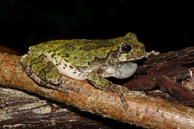 Gray Treefrog