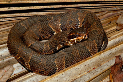 Venomous Snakes