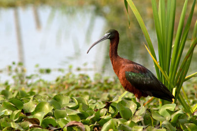 Glossy Ibis