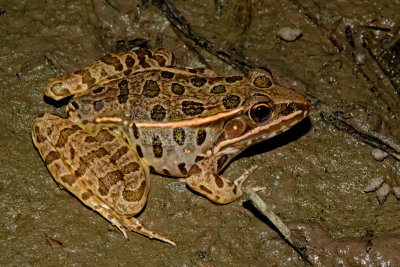 Plains Leopard Frog
