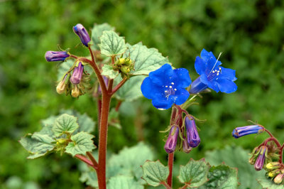 Desert Bluebells