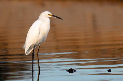 Snowy Egret