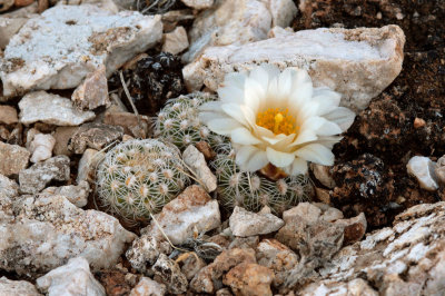 Brady Pincushion Cactus