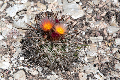 Siler Pincushion Cactus