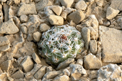 San Rafael Cactus