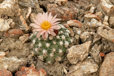 Winkler Cactus