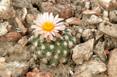 Winkler Cactus