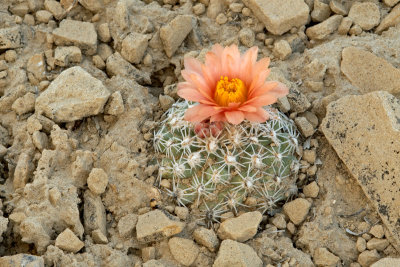 San Rafael Cactus