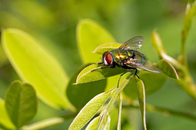 Common Green Bottlefly