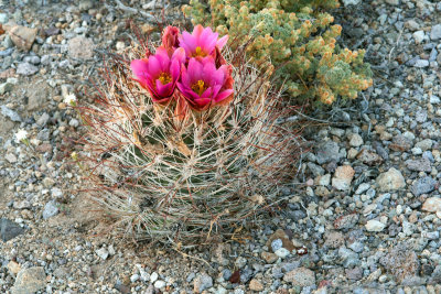 Redspined Fishhook Cactus