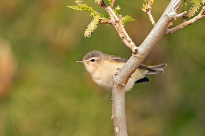 Warbling Vireo