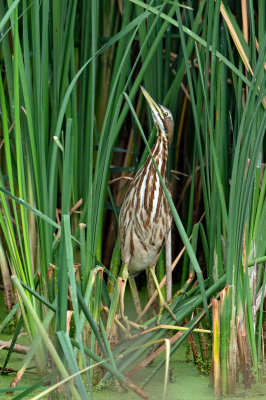 American Bittern