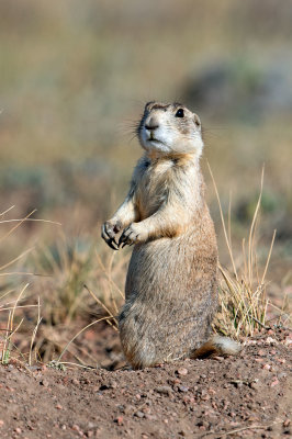 White-tailed Prairie Dog