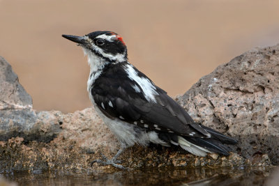 Hairy Woodpecker