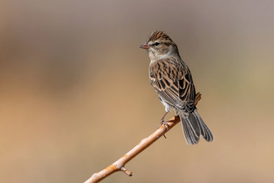 Chipping Sparrow