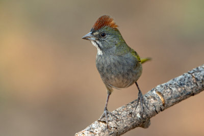 Green-tailed Towhee