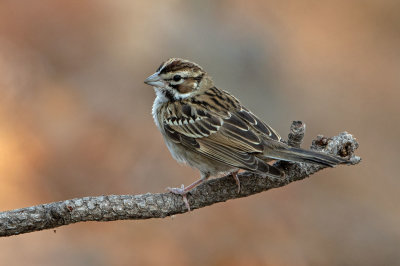 Lark Sparrow