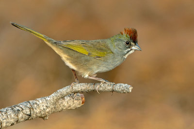 Green-tailed Towhee