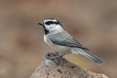 Chickadees, Nuthatches, & Creepers