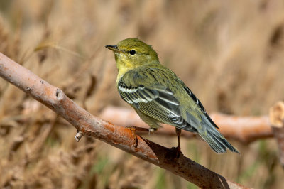 Blackpoll Warbler