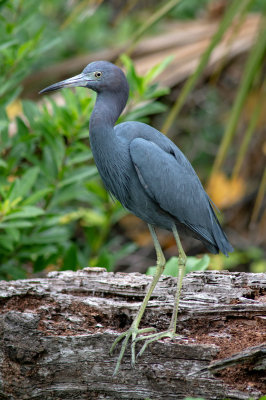Little Blue Heron