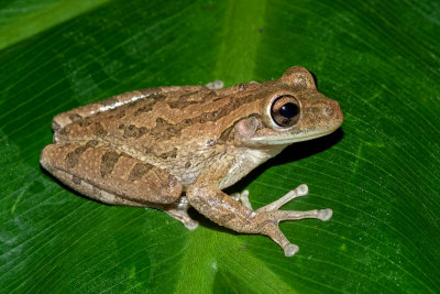 Cuban Treefrog