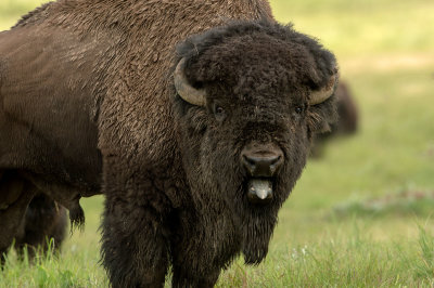 American Bison