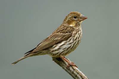 Cassin's Finch