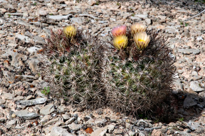 Siler Pincushion Cactus