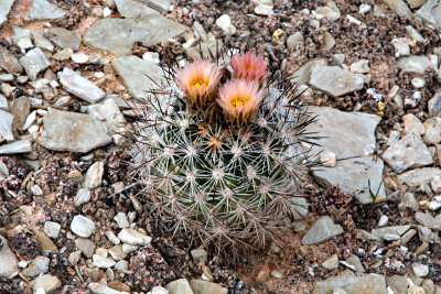 Siler Pincushion Cactus